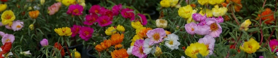 Suureõieline portulak e mururoos Moss Rose Portulaca grandiflora